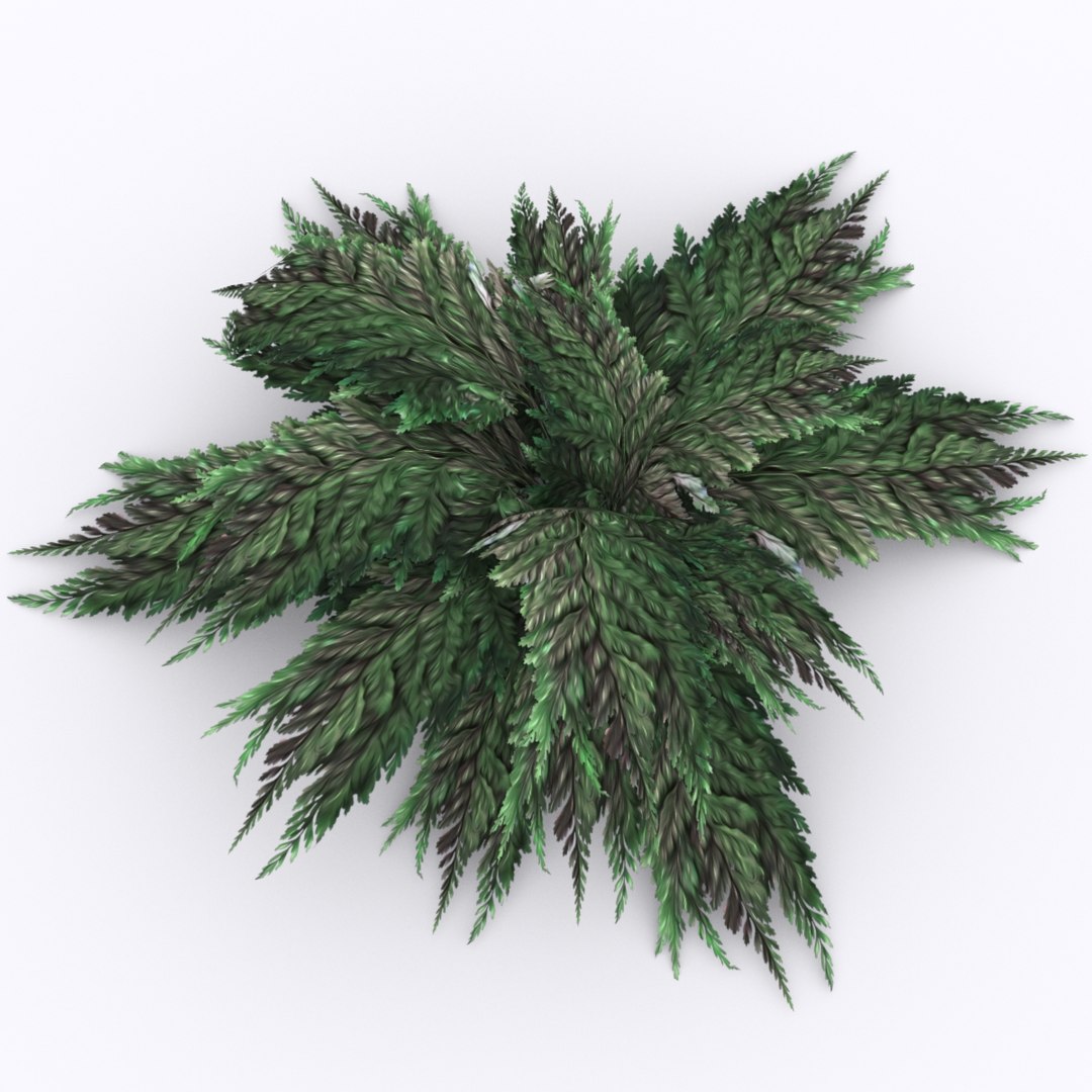 bracken fern bush 3D https://p.turbosquid.com/ts-thumb/eM/95RvCE/GqctYf1W/spring/jpg/1543321864/1920x1080/fit_q87/f6f5569f4d408ef447941803d0f9be07e73b77dd/spring.jpg