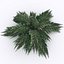 Fern - Game asset