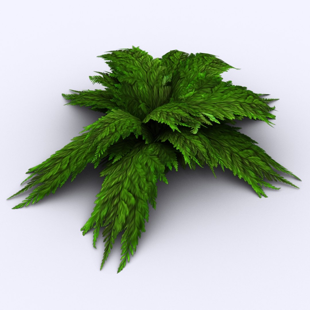 bracken fern bush 3D https://p.turbosquid.com/ts-thumb/eM/95RvCE/gRN1kJKK/hightgreen/jpg/1543321864/1920x1080/fit_q87/aca881aed3b52e037fffa77be1e36895d920a8a3/hightgreen.jpg