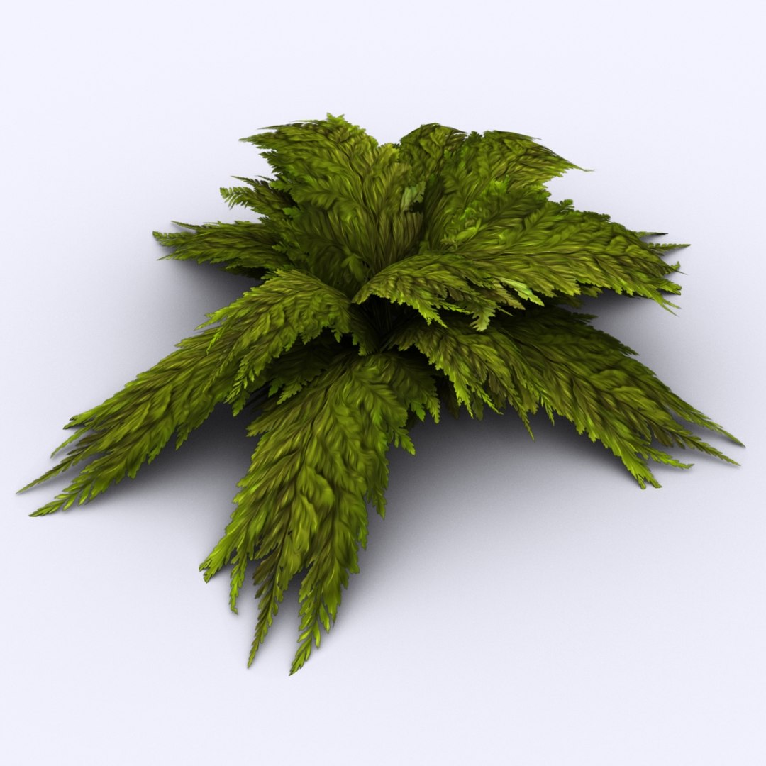 bracken fern bush 3D https://p.turbosquid.com/ts-thumb/eM/95RvCE/i7cas3d4/green/jpg/1543321864/1920x1080/fit_q87/2936e76c423131aaab55fba6803ec00221a387f8/green.jpg