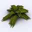 Fern - Game asset