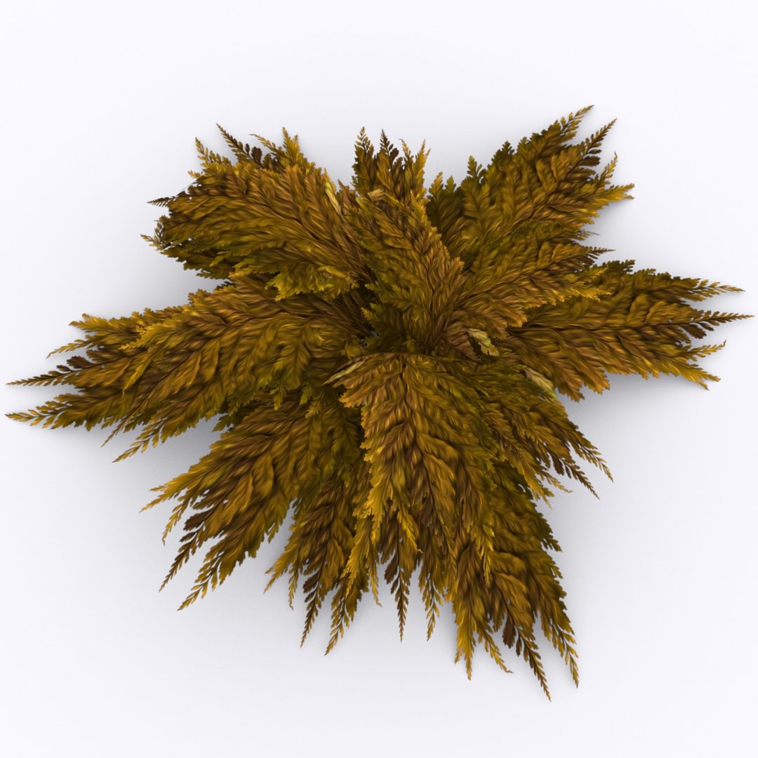 bracken fern bush 3D https://p.turbosquid.com/ts-thumb/eM/95RvCE/ppOJ0J2w/summer/jpg/1543321864/1920x1080/fit_q87/27473a25ca05e71080ff60520a544c2f0e7f9c55/summer.jpg