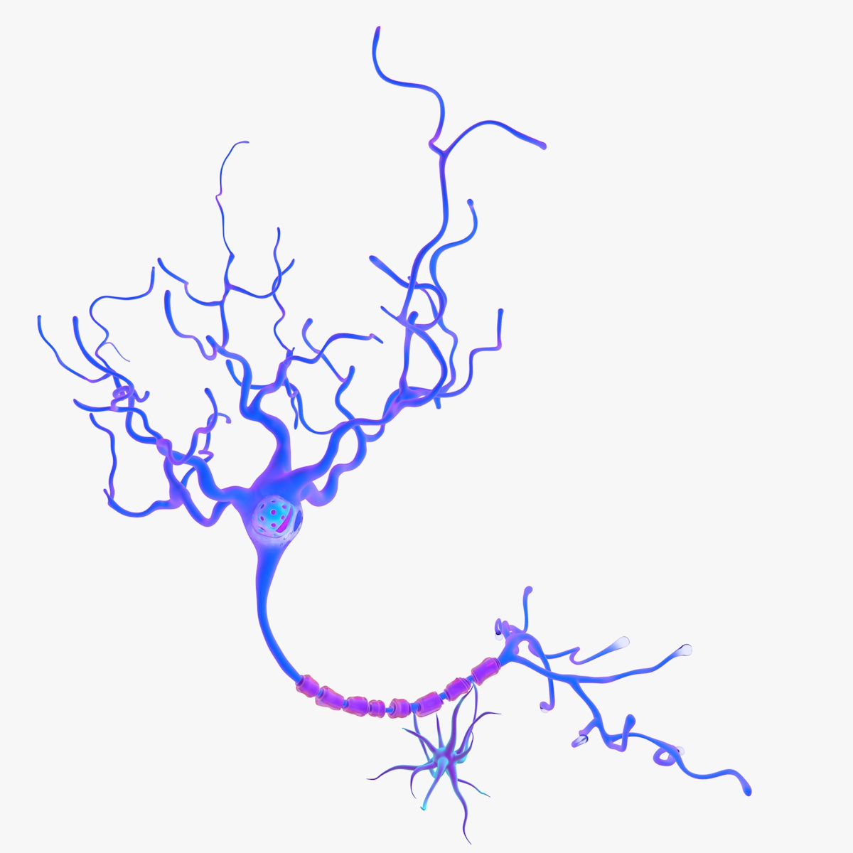 neuron cell 3d model