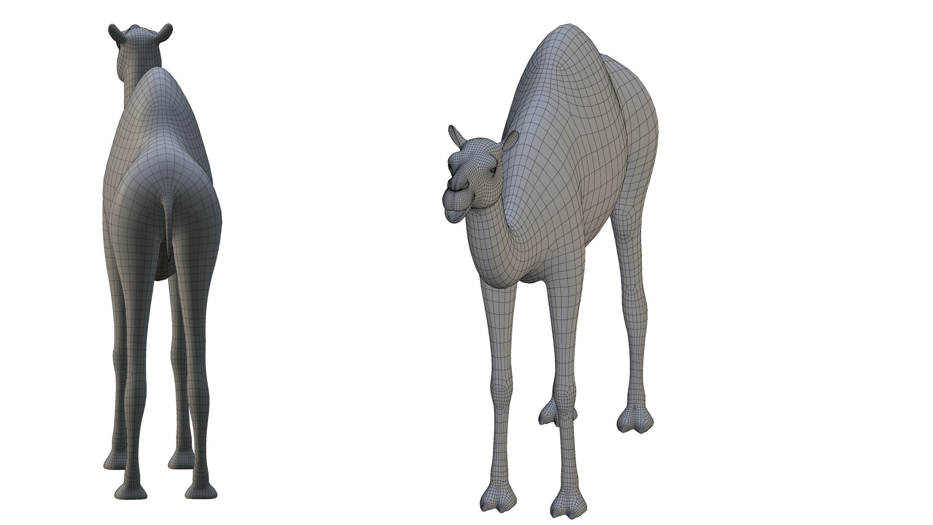 Camel 3d Model 3D model https://p.turbosquid.com/ts-thumb/eM/AQLJTP/Rd/wireframe3/jpg/1717856670/1920x1080/fit_q87/493a139340b9b81cd0b61c99cd39798ca48cf8fa/wireframe3.jpg