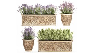 3D Collection flowers rosemary lavender bush classic outdoor vases model