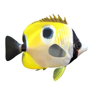 Teardrop Butterflyfish 3D model