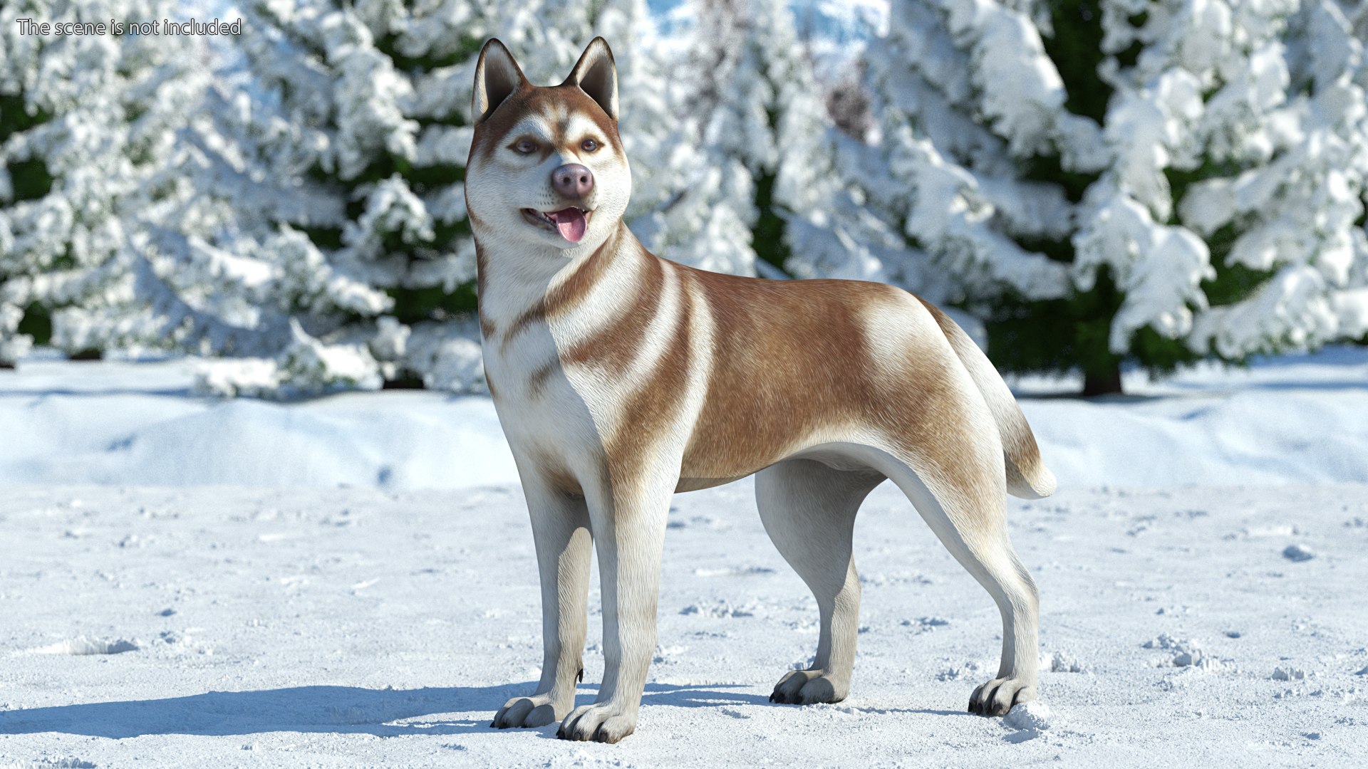 3D model Husky Dog Copper and White Coat Rigged for Maya https://p.turbosquid.com/ts-thumb/eM/TQ0tOp/1d/huskydogcopperandwhitecoatrigged3dsmodel003/jpg/1634861046/1920x1080/fit_q87/ed785ec0bbe795ed77ac89aad52238ef00cc15c9/huskydogcopperandwhitecoatrigged3dsmodel003.jpg