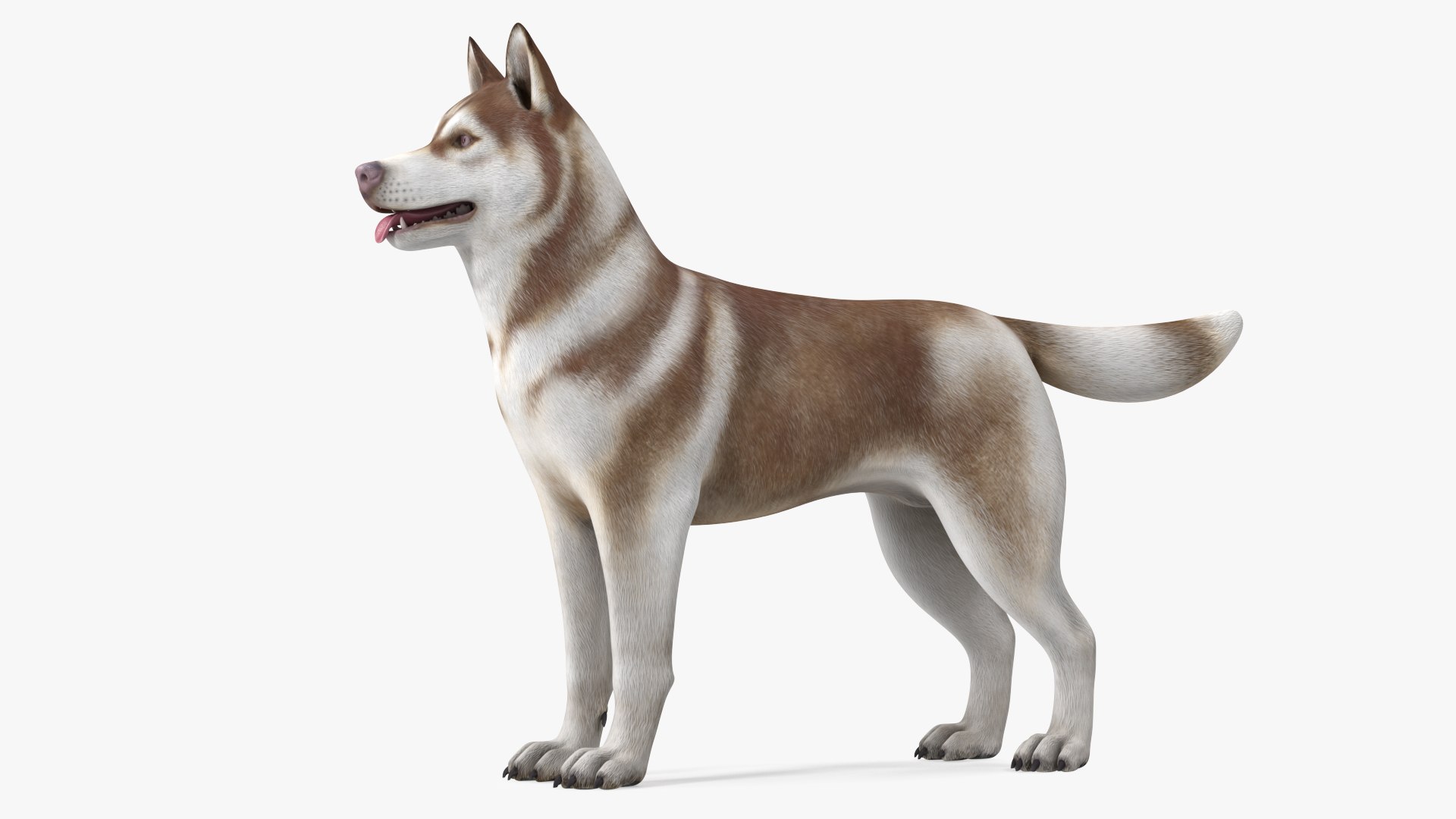 3D model Husky Dog Copper and White Coat Rigged for Maya https://p.turbosquid.com/ts-thumb/eM/TQ0tOp/4T/huskydogcopperandwhitecoatrigged3dsmodel011/jpg/1634861067/1920x1080/fit_q87/86e91ea5bd0032ca9b9e59f55139526fd9887558/huskydogcopperandwhitecoatrigged3dsmodel011.jpg