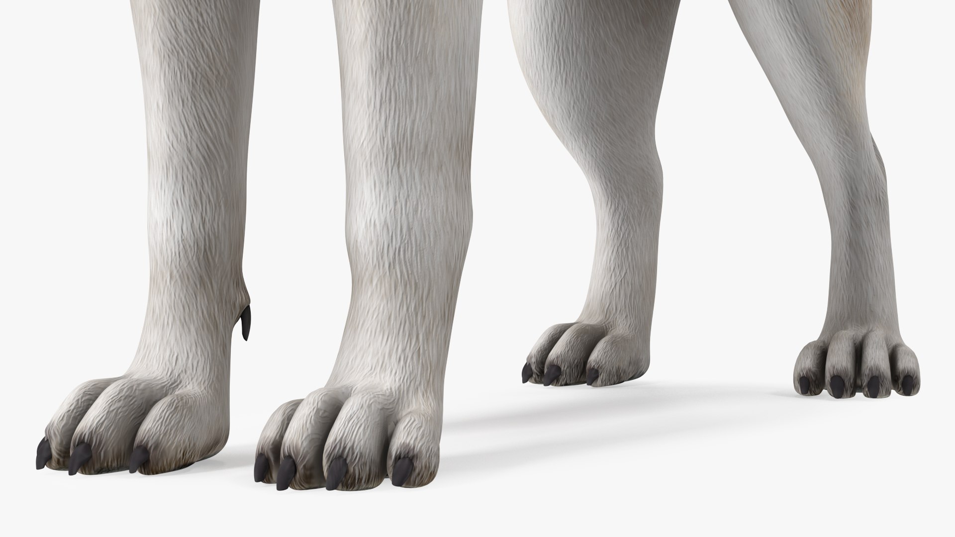 3D model Husky Dog Copper and White Coat Rigged for Maya https://p.turbosquid.com/ts-thumb/eM/TQ0tOp/8V/huskydogcopperandwhitecoatrigged3dsmodel027/jpg/1634861108/1920x1080/fit_q87/fae8753b8d1113a4327c516946bb8c729ec34dbf/huskydogcopperandwhitecoatrigged3dsmodel027.jpg