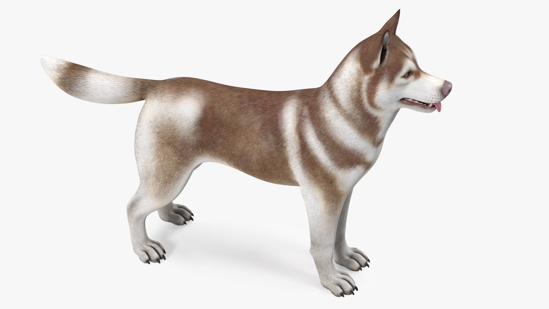 3D model Husky Dog Copper and White Coat Rigged for Maya https://p.turbosquid.com/ts-thumb/eM/TQ0tOp/97/huskydogcopperandwhitecoatrigged3dsmodel018/jpg/1634861085/1920x1080/fit_q87/191990208d497550e7f1bfe588dd66c3e38fd316/huskydogcopperandwhitecoatrigged3dsmodel018.jpg