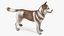 3D model Husky Dog Copper and White Coat Rigged for Maya