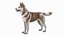 3D model Husky Dog Copper and White Coat Rigged for Maya