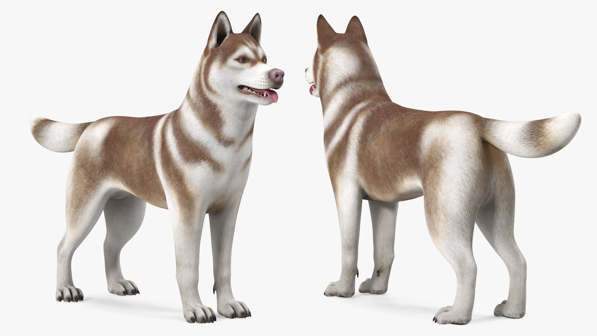 3D model Husky Dog Copper and White Coat Rigged for Maya https://p.turbosquid.com/ts-thumb/eM/TQ0tOp/Ha/huskydogcopperandwhitecoatrigged3dsmodel015/jpg/1634861077/1920x1080/fit_q87/85798201ffc82f5430226d6b8927e7e85de035f5/huskydogcopperandwhitecoatrigged3dsmodel015.jpg