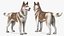 3D model Husky Dog Copper and White Coat Rigged for Maya