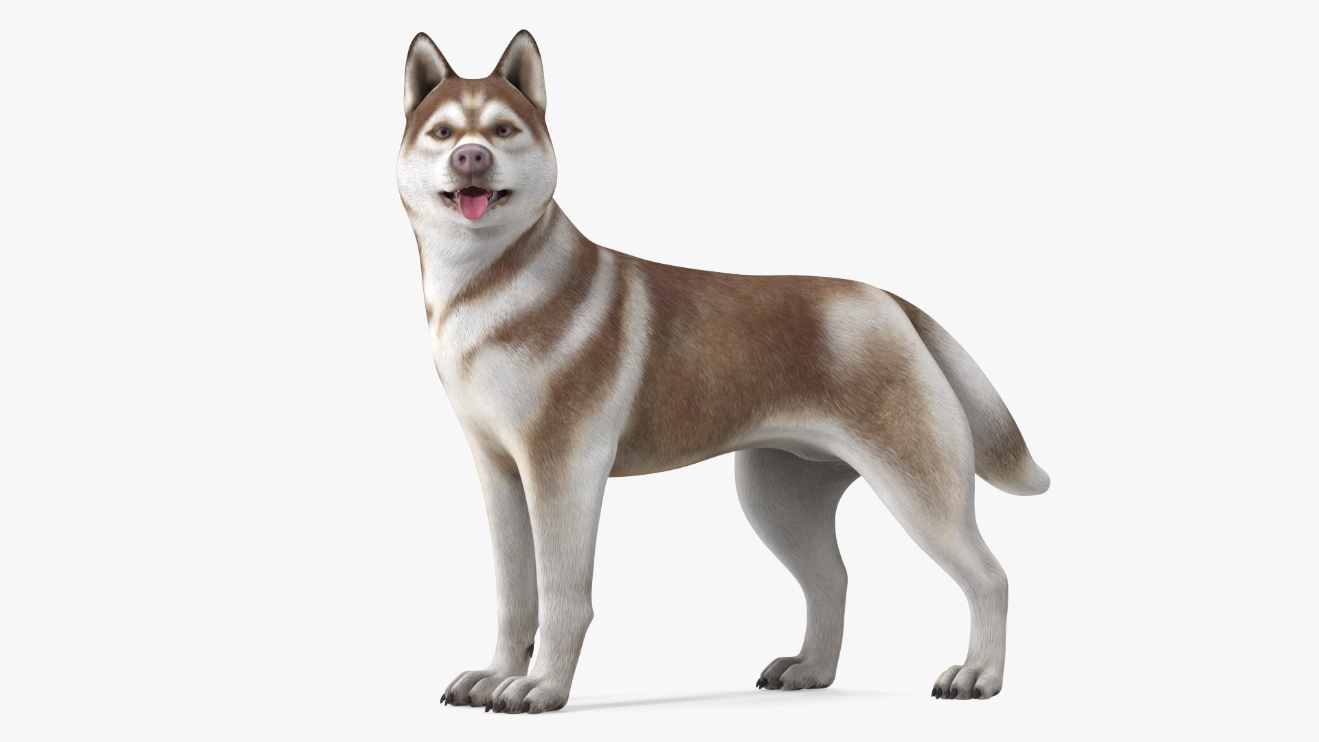 3D model Husky Dog Copper and White Coat Rigged for Maya https://p.turbosquid.com/ts-thumb/eM/TQ0tOp/IQ/huskydogcopperandwhitecoatrigged3dsmodel012/jpg/1634861069/1920x1080/fit_q87/9cf14765e22b0c33f6c5ccd6e3dbecae2e4637a1/huskydogcopperandwhitecoatrigged3dsmodel012.jpg