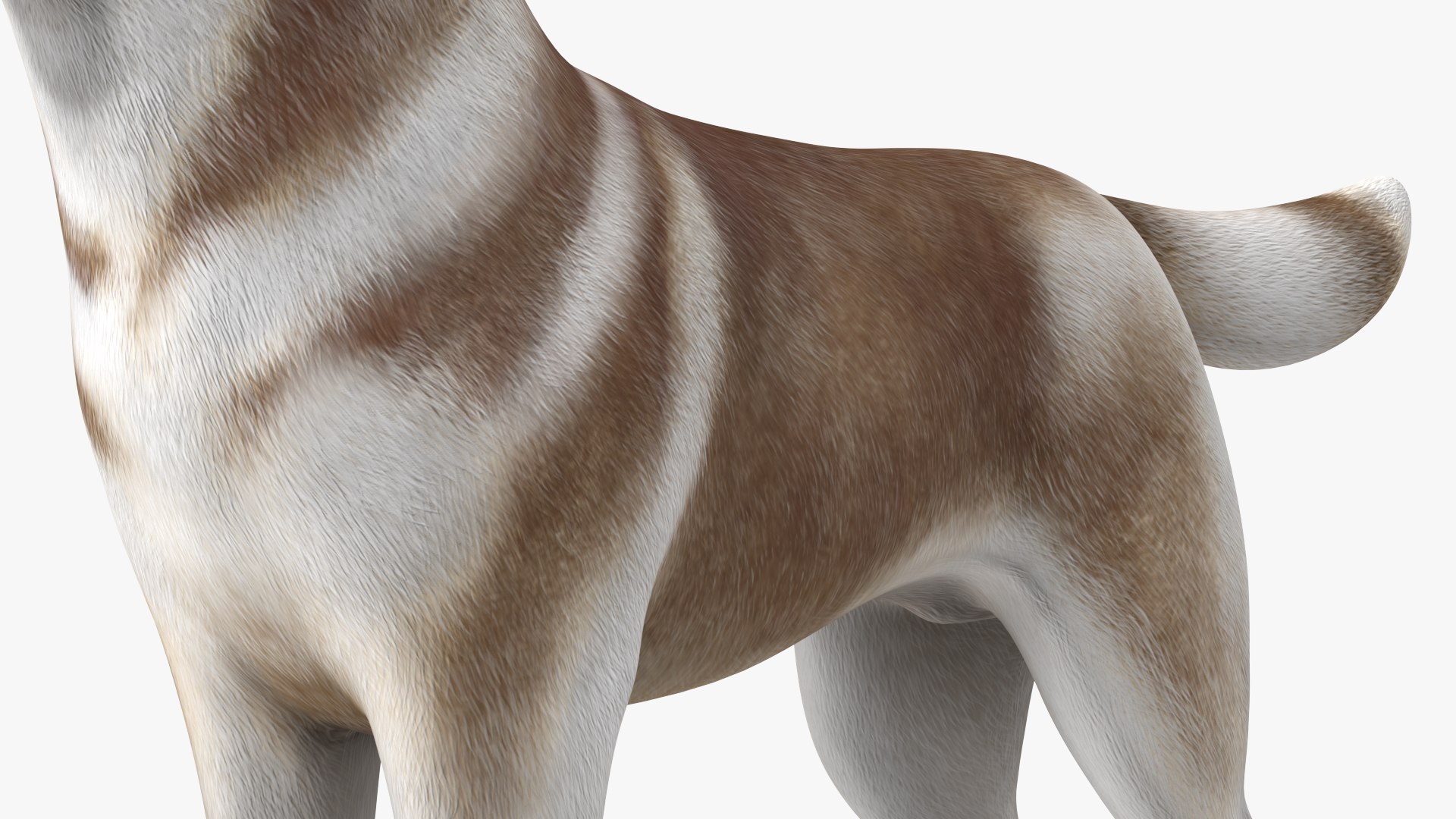 3D model Husky Dog Copper and White Coat Rigged for Maya https://p.turbosquid.com/ts-thumb/eM/TQ0tOp/J0/huskydogcopperandwhitecoatrigged3dsmodel025/jpg/1634861103/1920x1080/fit_q87/b6230ef4deb91b87d1f3fe0efc819d36a71a5aca/huskydogcopperandwhitecoatrigged3dsmodel025.jpg