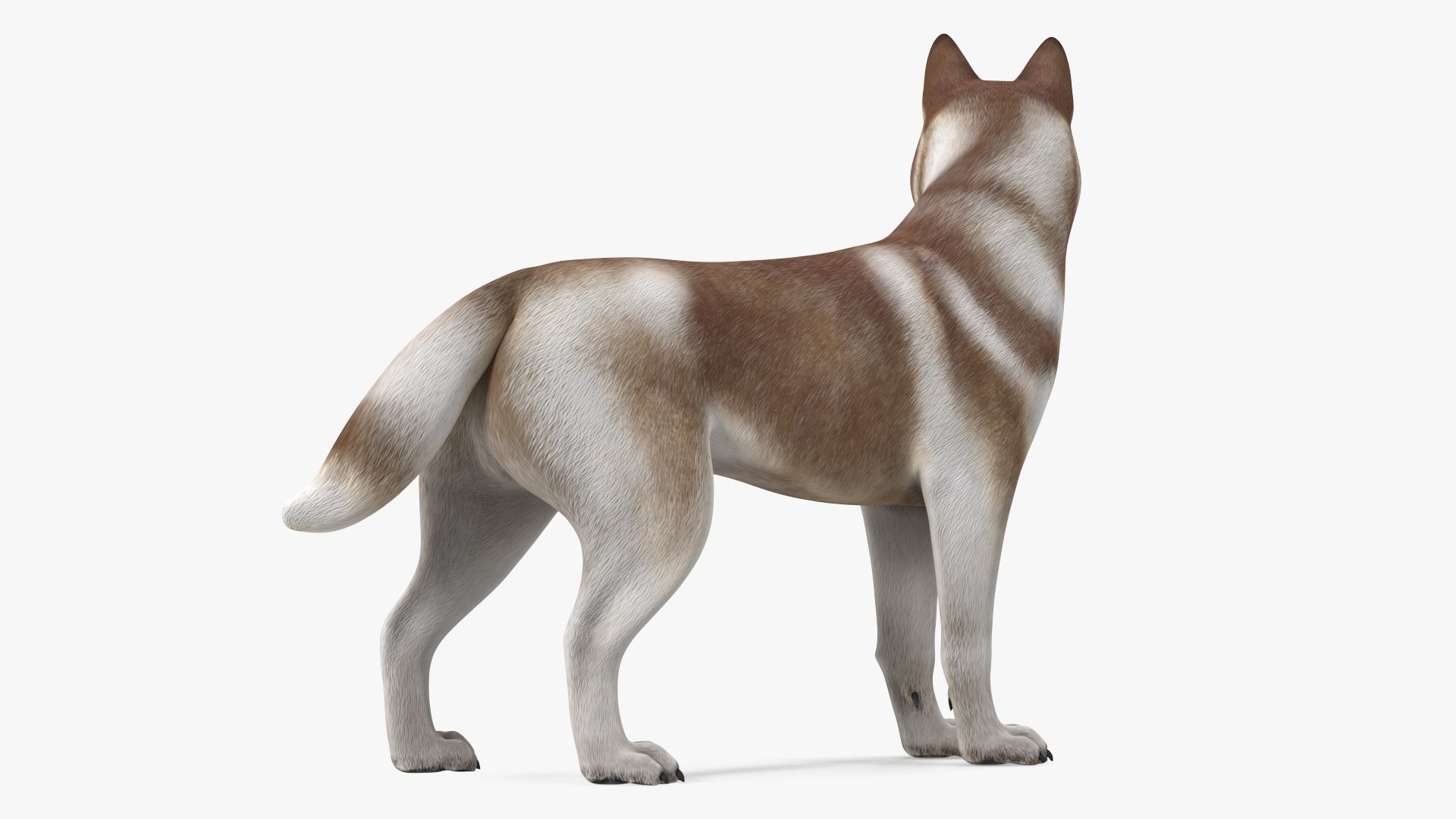 3D model Husky Dog Copper and White Coat Rigged for Maya https://p.turbosquid.com/ts-thumb/eM/TQ0tOp/OY/huskydogcopperandwhitecoatrigged3dsmodel014/jpg/1634861074/1920x1080/fit_q87/d5de1ebb7174223727e910afde8ee05dd8db8a07/huskydogcopperandwhitecoatrigged3dsmodel014.jpg