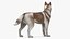 3D model Husky Dog Copper and White Coat Rigged for Maya