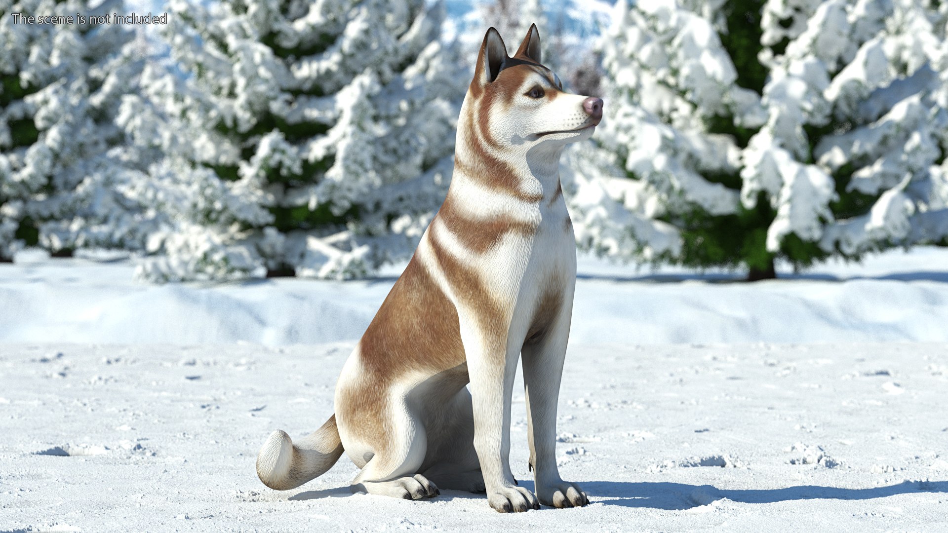 3D model Husky Dog Copper and White Coat Rigged for Maya https://p.turbosquid.com/ts-thumb/eM/TQ0tOp/Ra/huskydogcopperandwhitecoatrigged3dsmodel004/jpg/1634861049/1920x1080/fit_q87/58bc88a3b0c9e6c288608fc9207f1b0cbddb24cc/huskydogcopperandwhitecoatrigged3dsmodel004.jpg