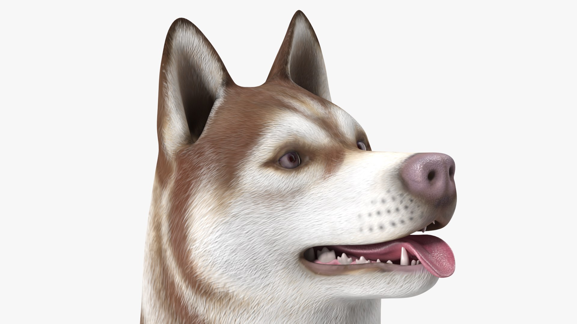 3D model Husky Dog Copper and White Coat Rigged for Maya https://p.turbosquid.com/ts-thumb/eM/TQ0tOp/SY/huskydogcopperandwhitecoatrigged3dsmodel023/jpg/1634861097/1920x1080/fit_q87/c89f164bd6d3cddf7e87375a2fef15f9267200f0/huskydogcopperandwhitecoatrigged3dsmodel023.jpg