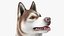 3D model Husky Dog Copper and White Coat Rigged for Maya