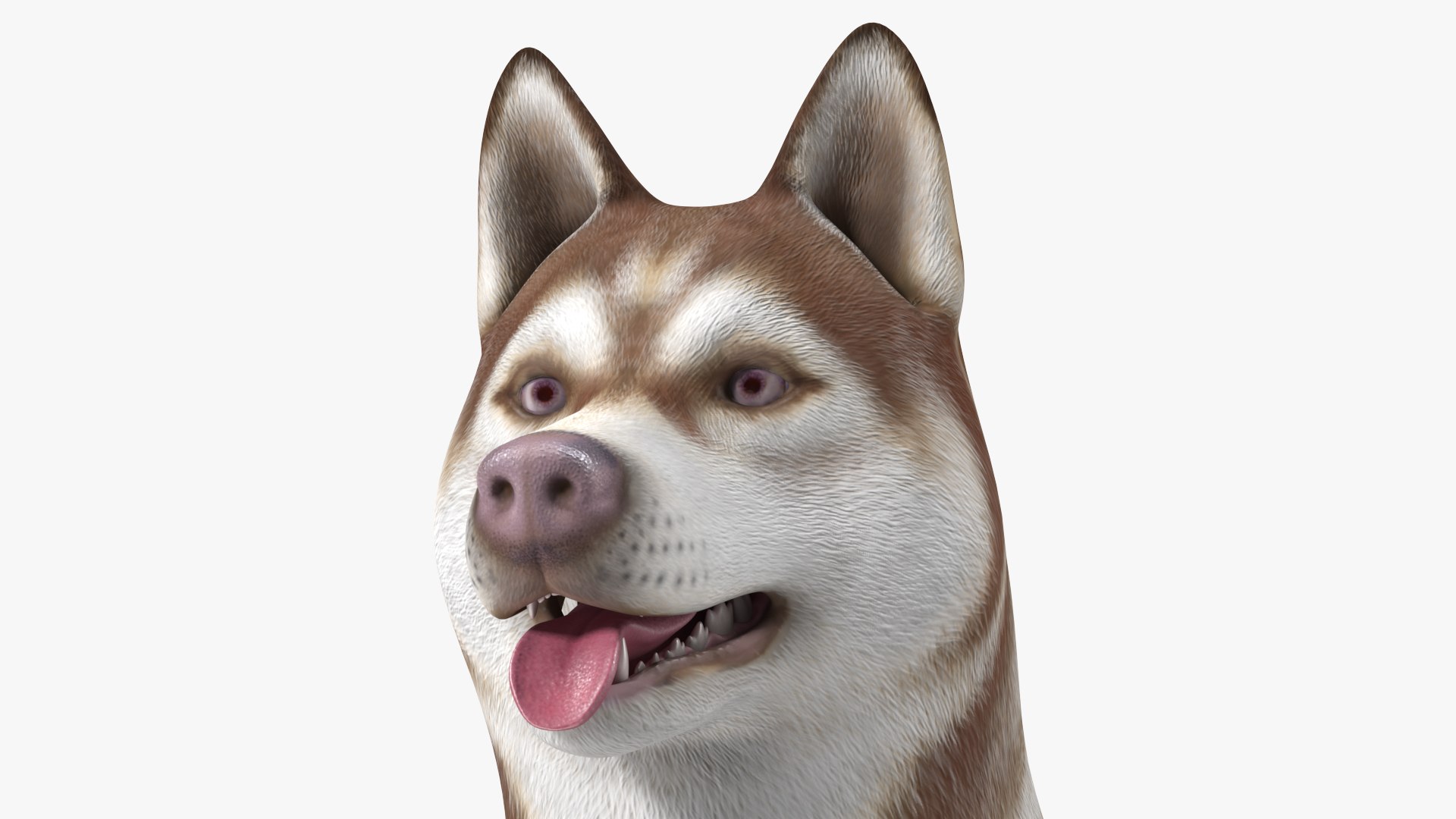 3D model Husky Dog Copper and White Coat Rigged for Maya https://p.turbosquid.com/ts-thumb/eM/TQ0tOp/St/huskydogcopperandwhitecoatrigged3dsmodel022/jpg/1634861095/1920x1080/fit_q87/719cdee2c60d1ba04e38213c3e15b5309ef41f91/huskydogcopperandwhitecoatrigged3dsmodel022.jpg