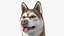 3D model Husky Dog Copper and White Coat Rigged for Maya