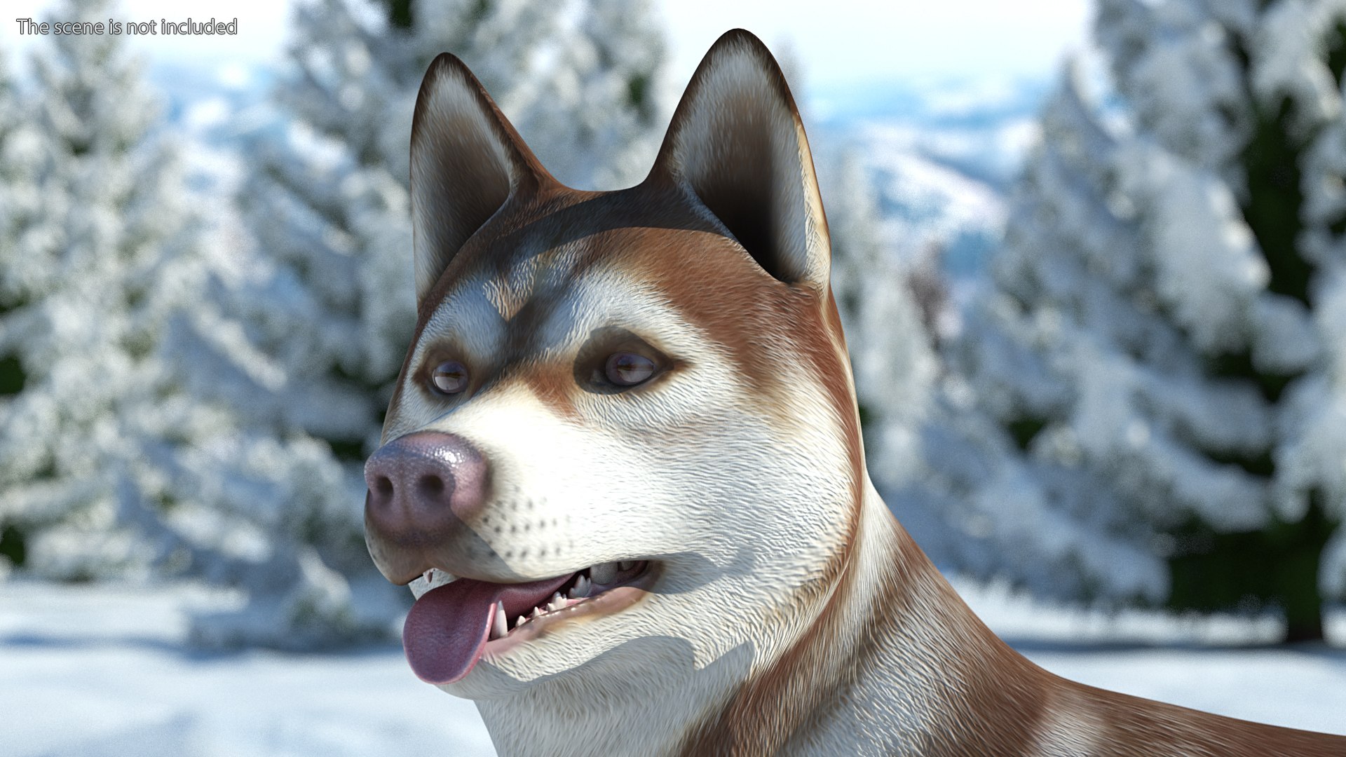 3D model Husky Dog Copper and White Coat Rigged for Maya https://p.turbosquid.com/ts-thumb/eM/TQ0tOp/U6/huskydogcopperandwhitecoatrigged3dsmodel008/jpg/1634861060/1920x1080/fit_q87/415d29a0116c0b506f86ca196d002fc913678f13/huskydogcopperandwhitecoatrigged3dsmodel008.jpg