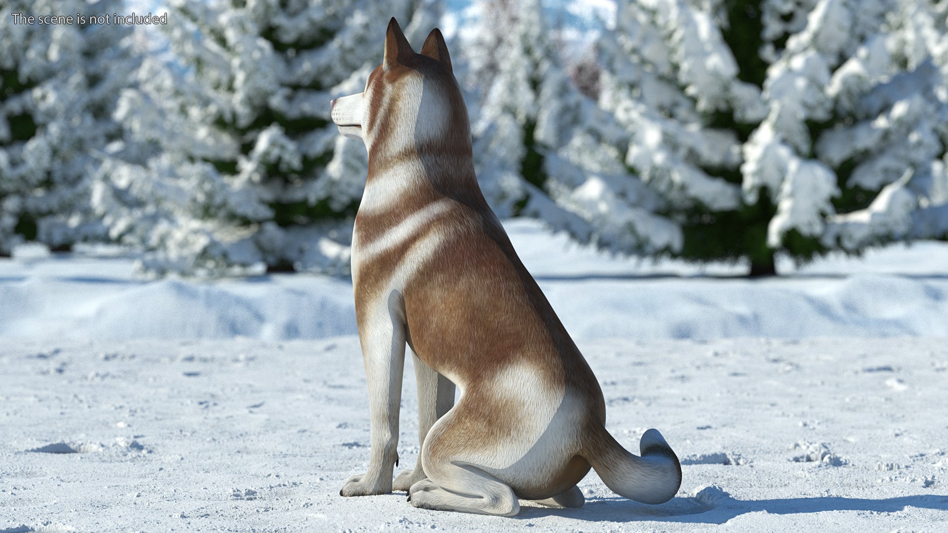 3D model Husky Dog Copper and White Coat Rigged for Maya https://p.turbosquid.com/ts-thumb/eM/TQ0tOp/Un/huskydogcopperandwhitecoatrigged3dsmodel007/jpg/1634861057/1920x1080/fit_q87/f4ada174e55d39d7fbb9f15556b4e904d01558f1/huskydogcopperandwhitecoatrigged3dsmodel007.jpg