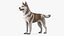 3D model Husky Dog Copper and White Coat Rigged for Maya