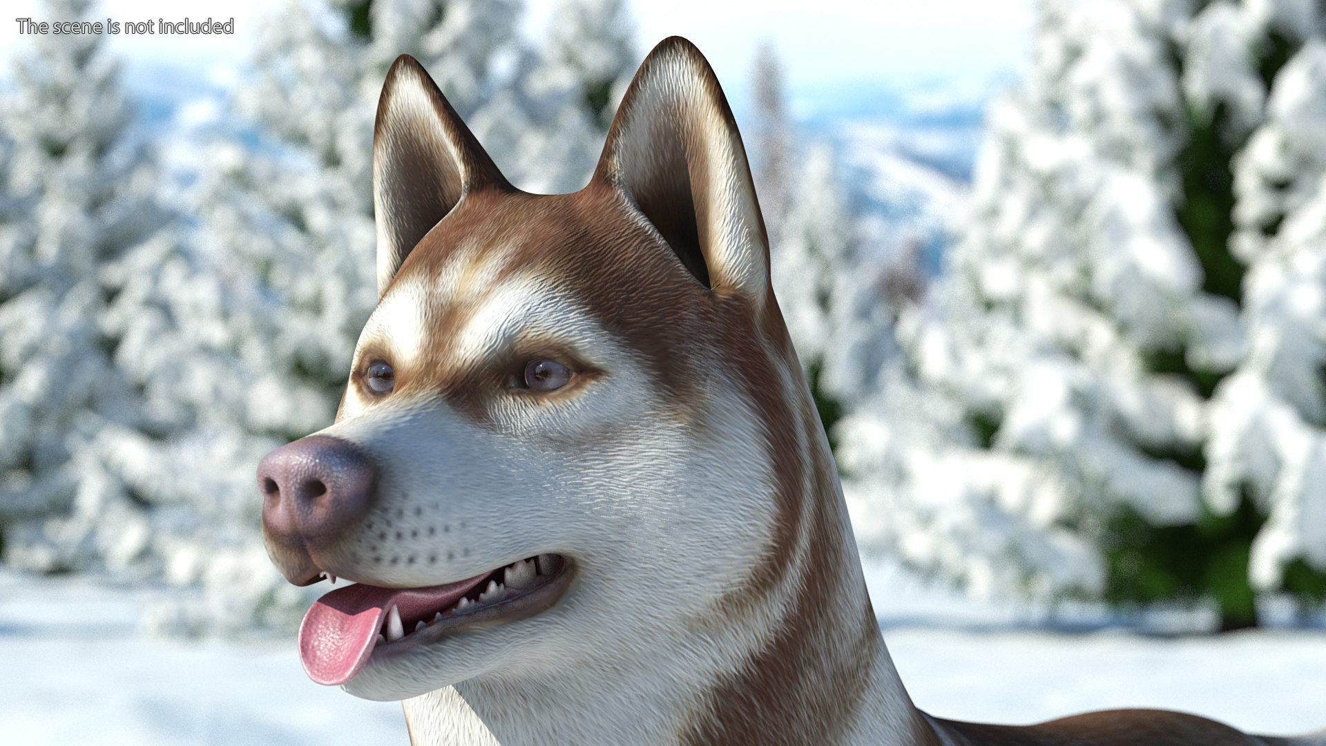 3D model Husky Dog Copper and White Coat Rigged for Maya https://p.turbosquid.com/ts-thumb/eM/TQ0tOp/Zq/huskydogcopperandwhitecoatrigged3dsmodel009/jpg/1634861062/1920x1080/fit_q87/01827a4e5f160c679bb33f46eec7587d554fb74c/huskydogcopperandwhitecoatrigged3dsmodel009.jpg