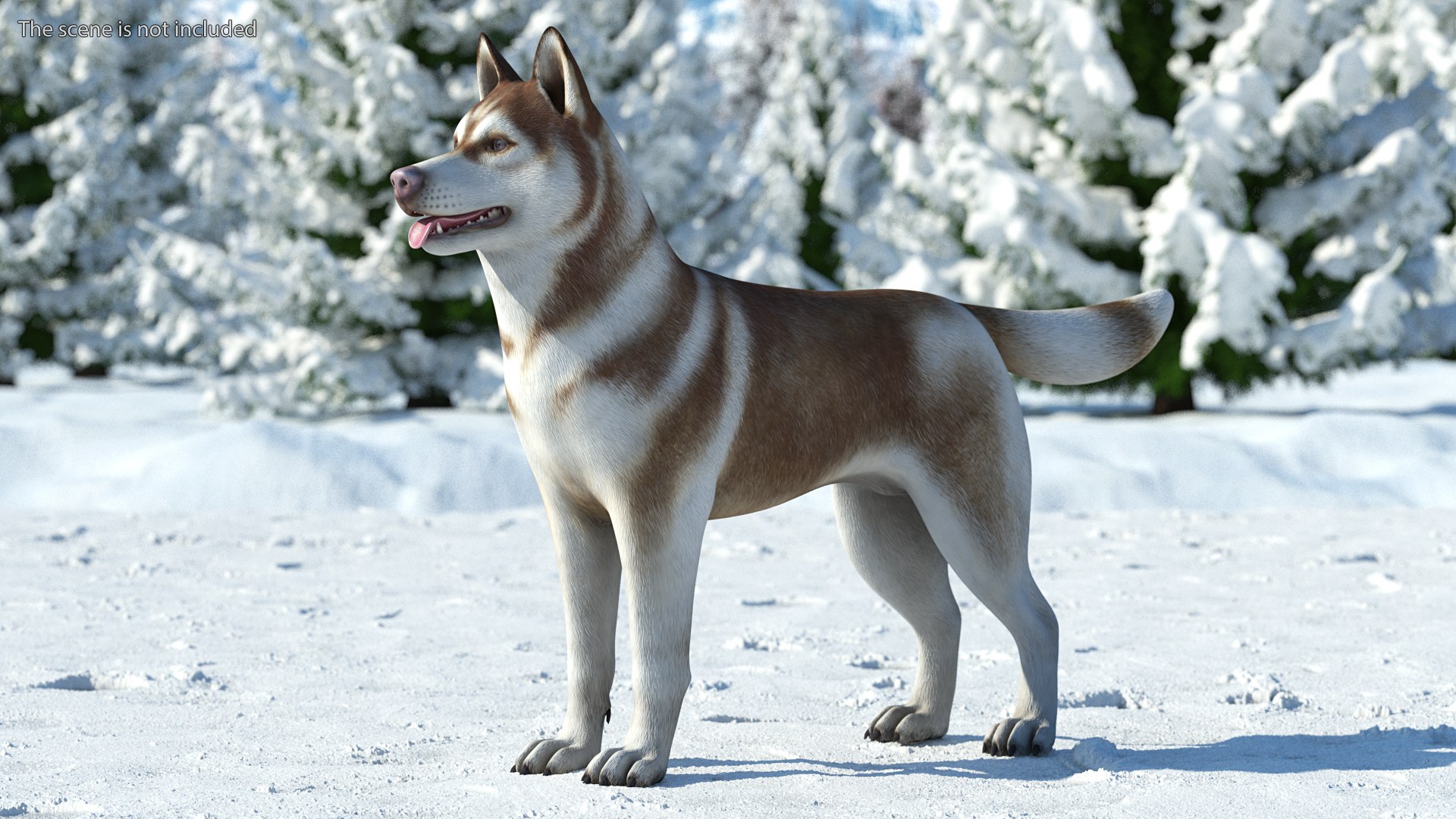 3D model Husky Dog Copper and White Coat Rigged for Maya https://p.turbosquid.com/ts-thumb/eM/TQ0tOp/aw/huskydogcopperandwhitecoatrigged3dsmodel002/jpg/1634861043/1920x1080/fit_q87/26fafef544bbfd3f9771364a103d31a13c59b003/huskydogcopperandwhitecoatrigged3dsmodel002.jpg
