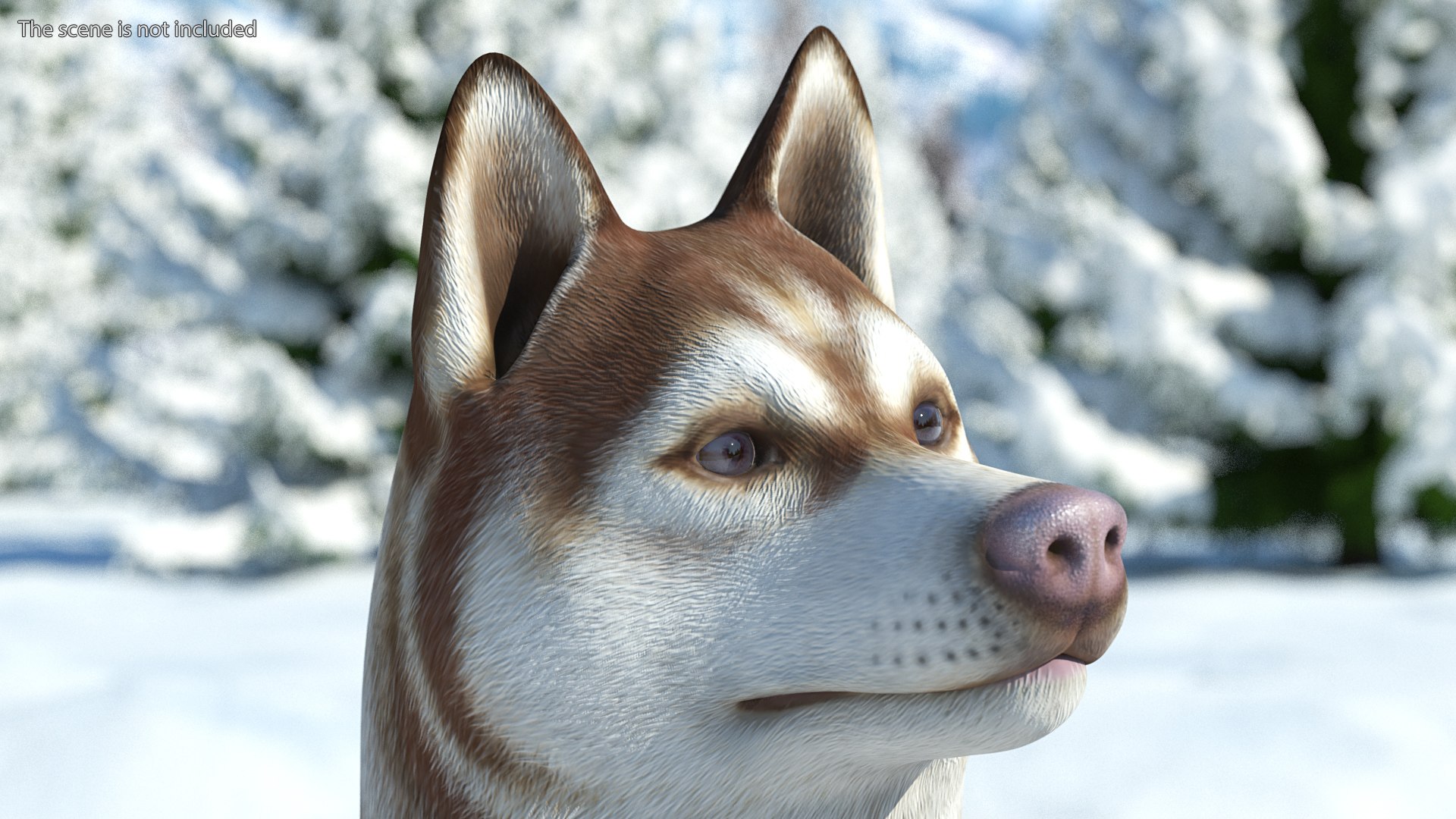 3D model Husky Dog Copper and White Coat Rigged for Maya https://p.turbosquid.com/ts-thumb/eM/TQ0tOp/mh/huskydogcopperandwhitecoatrigged3dsmodel010/jpg/1634861065/1920x1080/fit_q87/20a747cc0a6740717bdaefc03cd8b4857041c584/huskydogcopperandwhitecoatrigged3dsmodel010.jpg