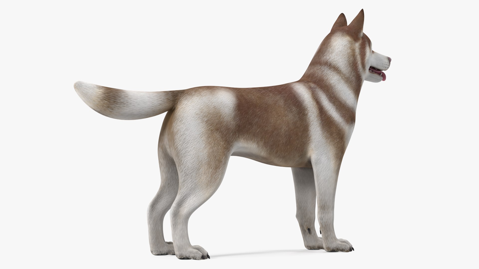 3D model Husky Dog Copper and White Coat Rigged for Maya https://p.turbosquid.com/ts-thumb/eM/TQ0tOp/nQ/huskydogcopperandwhitecoatrigged3dsmodel013/jpg/1634861072/1920x1080/fit_q87/75603054fccbe373b9d230ac7543145c4eed2f19/huskydogcopperandwhitecoatrigged3dsmodel013.jpg
