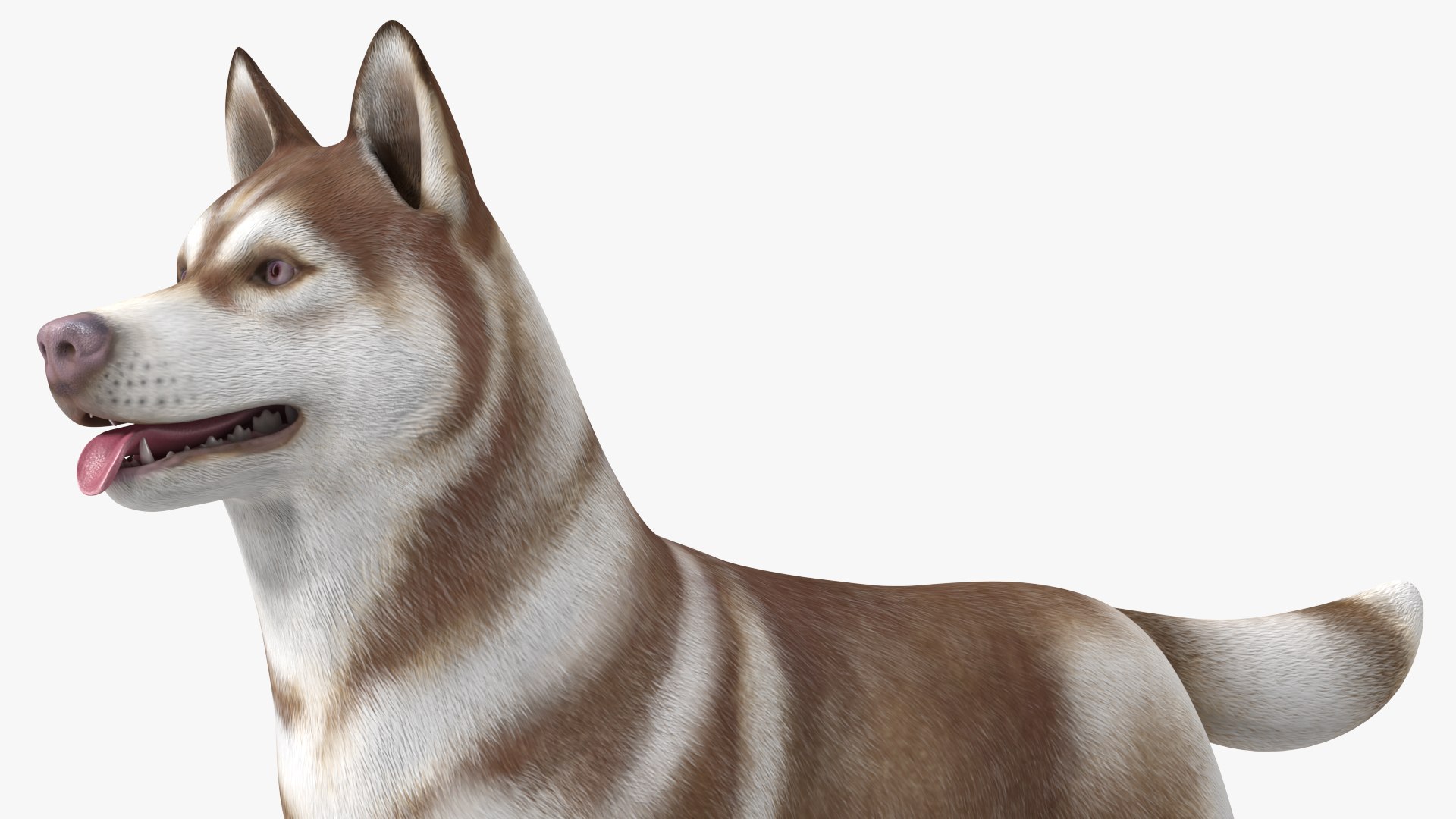 3D model Husky Dog Copper and White Coat Rigged for Maya https://p.turbosquid.com/ts-thumb/eM/TQ0tOp/ns/huskydogcopperandwhitecoatrigged3dsmodel021/jpg/1634861092/1920x1080/fit_q87/80427acf32dcdc7faf3316eab2c2324a903a1fb8/huskydogcopperandwhitecoatrigged3dsmodel021.jpg