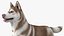 3D model Husky Dog Copper and White Coat Rigged for Maya