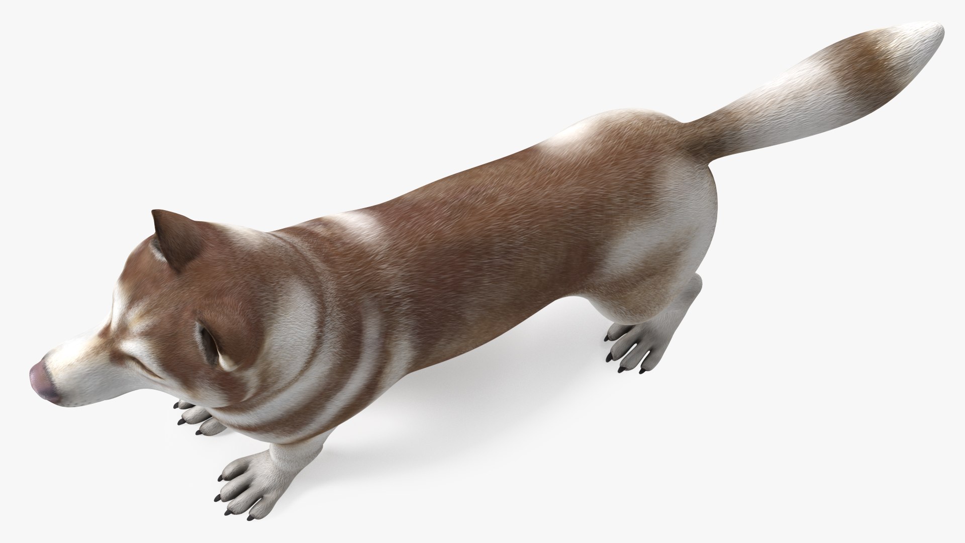 3D model Husky Dog Copper and White Coat Rigged for Maya https://p.turbosquid.com/ts-thumb/eM/TQ0tOp/o9/huskydogcopperandwhitecoatrigged3dsmodel019/jpg/1634861087/1920x1080/fit_q87/1f4c03731e963cec77120cbd5c9dbb7d8c939d94/huskydogcopperandwhitecoatrigged3dsmodel019.jpg