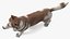 3D model Husky Dog Copper and White Coat Rigged for Maya