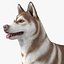3D model Husky Dog Copper and White Coat Rigged for Maya