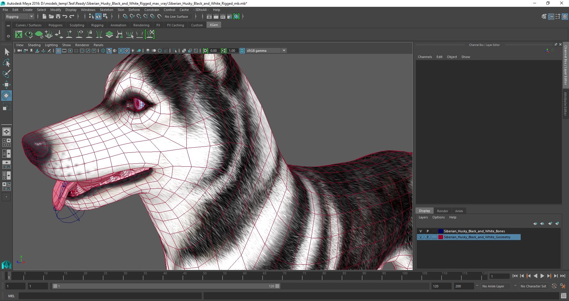 3D model Husky Dog Copper and White Coat Rigged for Maya https://p.turbosquid.com/ts-thumb/eM/TQ0tOp/sk/siberian_husky_black_and_white_rigged_mb_03/jpg/1645780162/1920x1080/fit_q87/c1c2dfdf0568ef55ea4ceffb294cf3b3a15cbd18/siberian_husky_black_and_white_rigged_mb_03.jpg