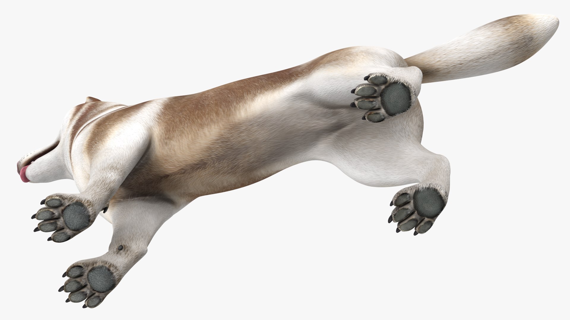 3D model Husky Dog Copper and White Coat Rigged for Maya https://p.turbosquid.com/ts-thumb/eM/TQ0tOp/uQ/huskydogcopperandwhitecoatrigged3dsmodel020/jpg/1634861090/1920x1080/fit_q87/45c06a87e6690d089d920b24edda6303eb3e99b9/huskydogcopperandwhitecoatrigged3dsmodel020.jpg