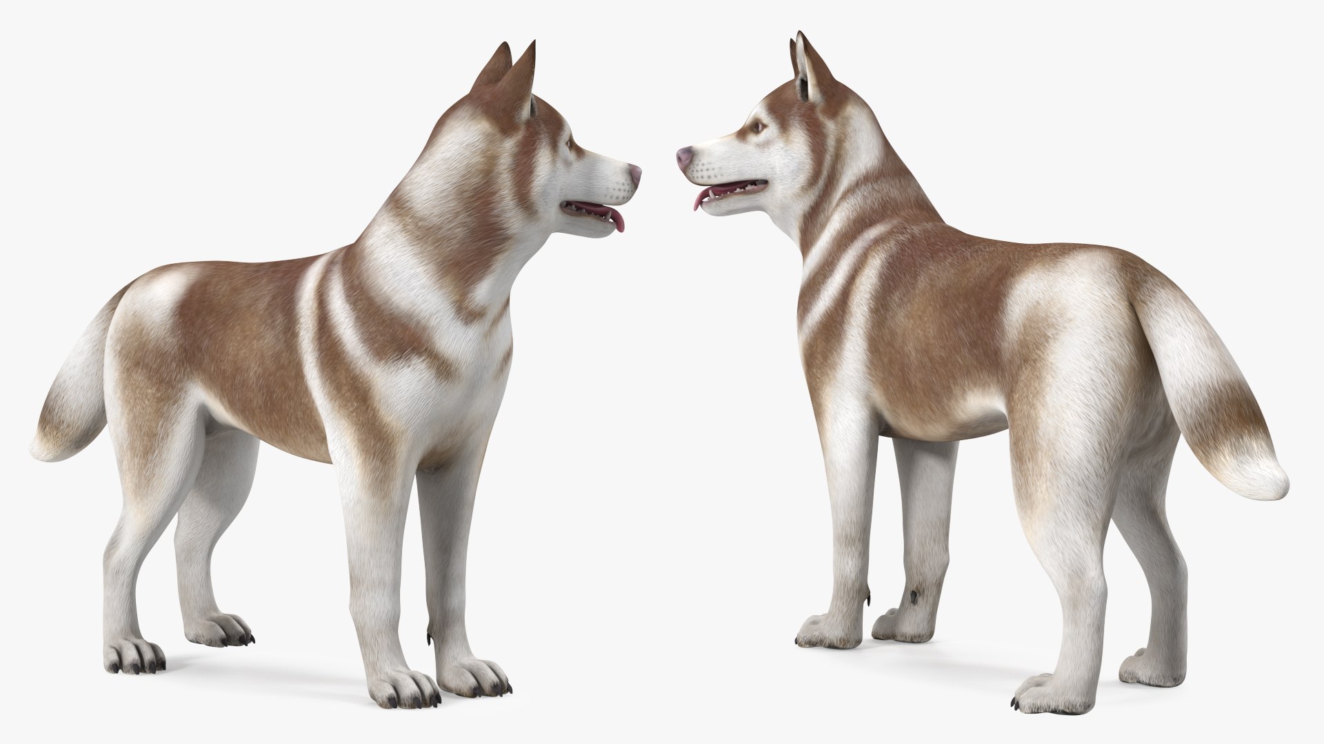 3D model Husky Dog Copper and White Coat Rigged for Maya https://p.turbosquid.com/ts-thumb/eM/TQ0tOp/va/huskydogcopperandwhitecoatrigged3dsmodel016/jpg/1634861080/1920x1080/fit_q87/f464bc22c46774e102895daf790de4178568e674/huskydogcopperandwhitecoatrigged3dsmodel016.jpg