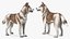 3D model Husky Dog Copper and White Coat Rigged for Maya