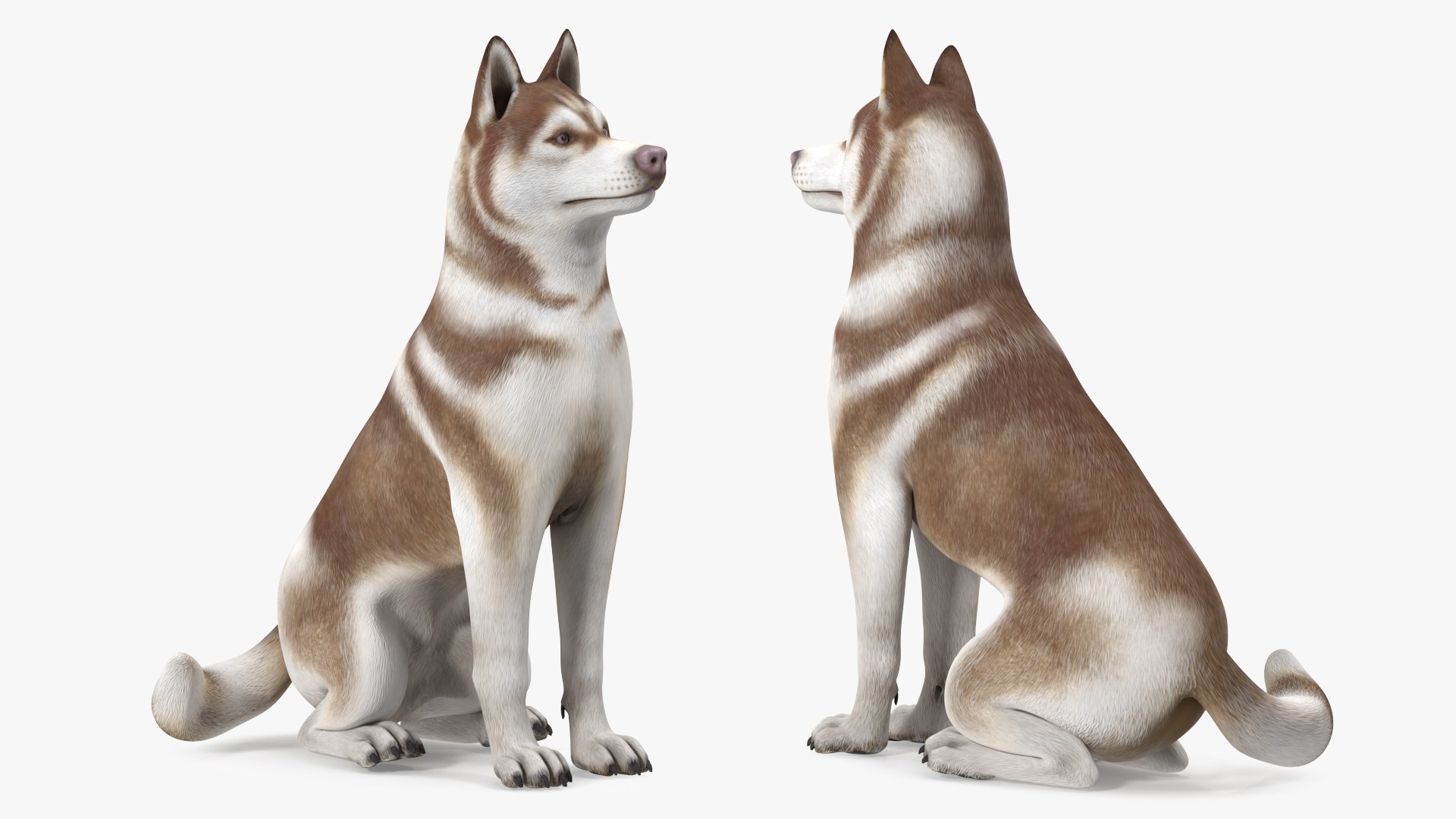 3D model Husky Dog Copper and White Coat Rigged for Maya https://p.turbosquid.com/ts-thumb/eM/TQ0tOp/xc/huskydogcopperandwhitecoatrigged3dsmodel017/jpg/1634861082/1920x1080/fit_q87/bb894f48e07062e58b7744405afe7b362ae637b5/huskydogcopperandwhitecoatrigged3dsmodel017.jpg