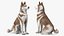 3D model Husky Dog Copper and White Coat Rigged for Maya