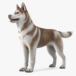 3D model Husky Dog Copper and White Coat Rigged for Maya