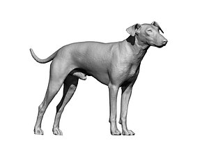 Manchester Terrier