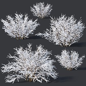 7 forsythia 3D model