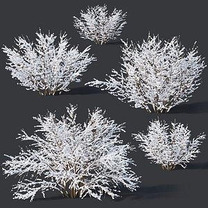 Forsythia # 9. Winter. 7 sizes