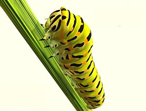 siesta swallowtail caterpillar 3D model